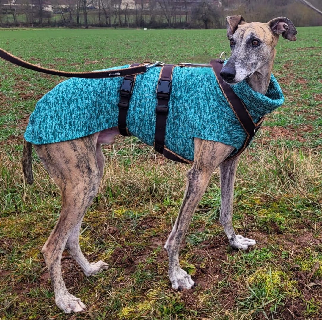 Customer photo review of Sicherheitsgeschirr FUN "Toffee"