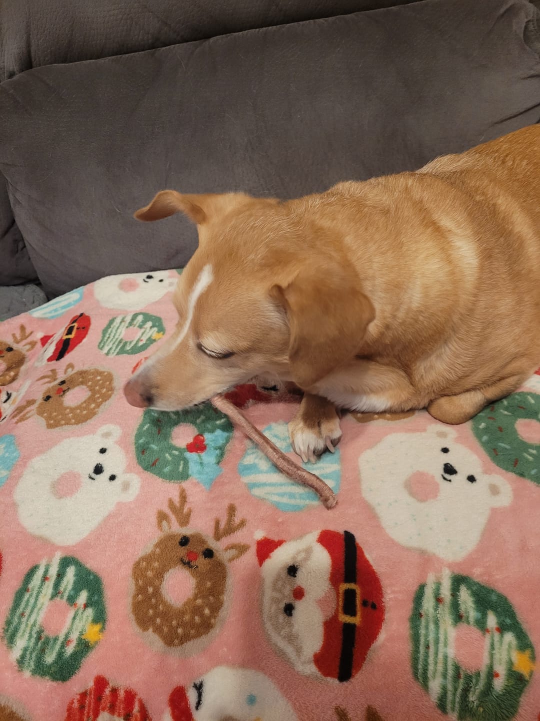 Customer photo review of Freeze Dried Duck Trachea - Quackles