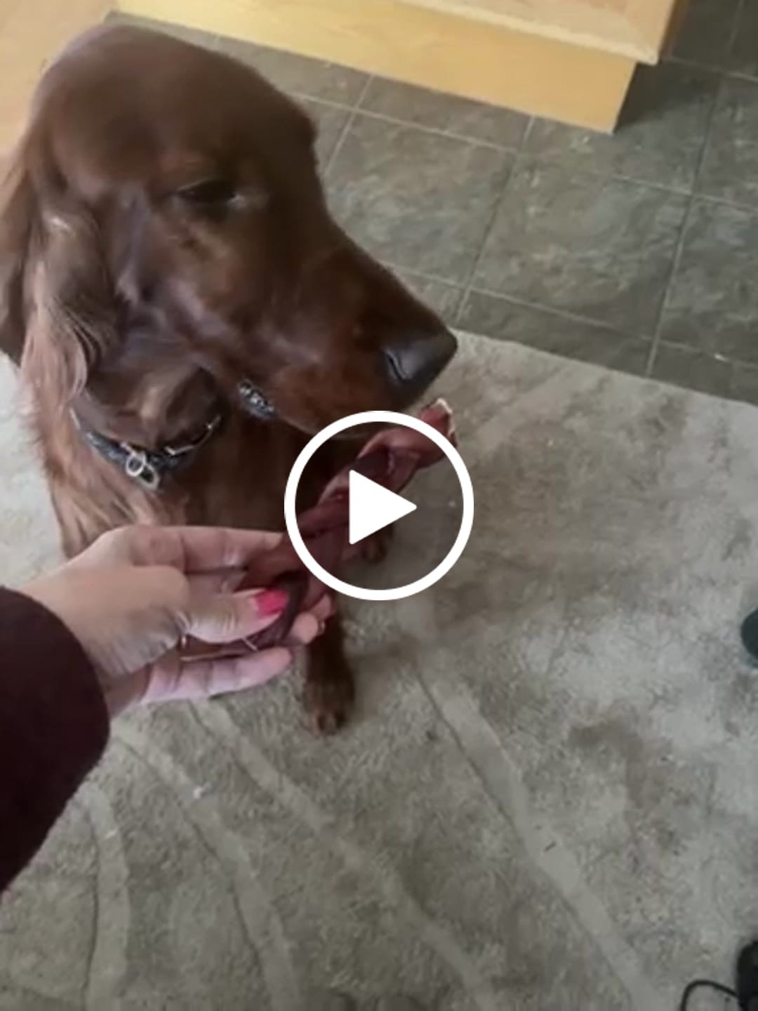 Customer video review of 6 Inch Thick Braided Bully Stick