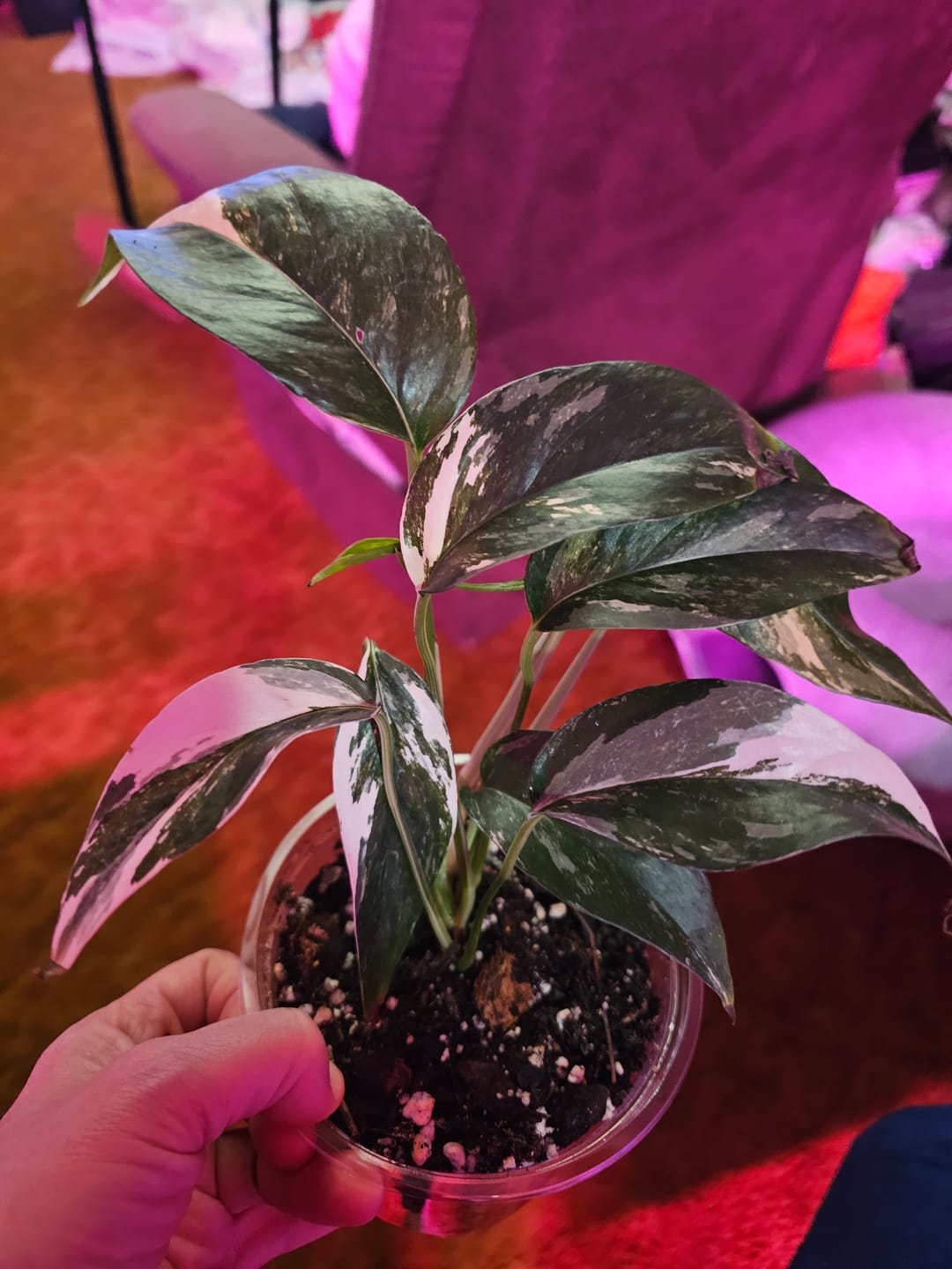 Customer photo review of Pothos Epipremnum pinnatum albo variegata