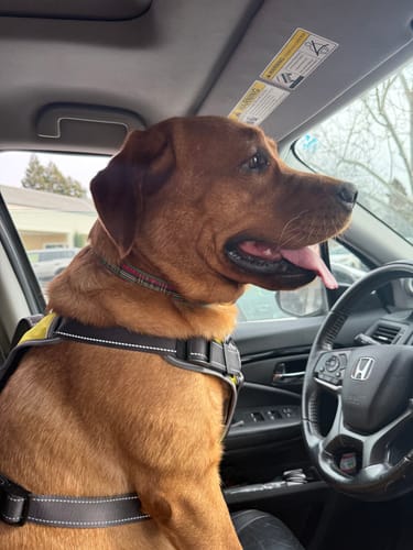 Customer photo review of FIDA No Pull Harness