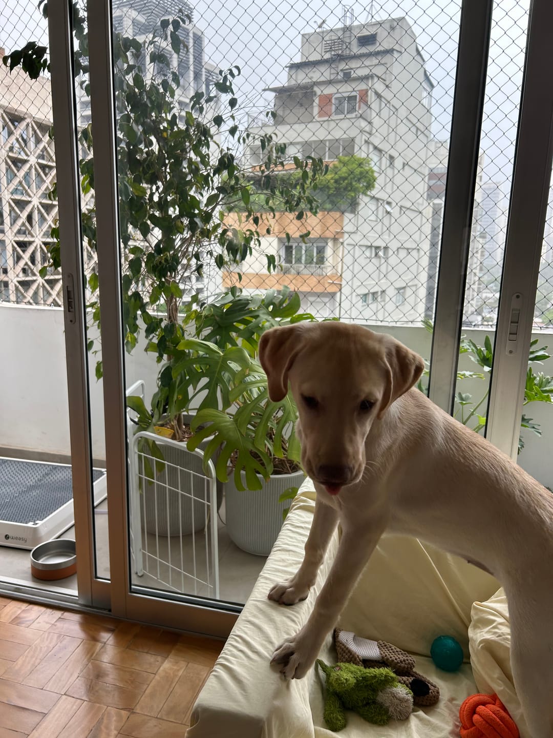 Customer photo review of Weasy Cão | Banheiro inteligente para cachorro