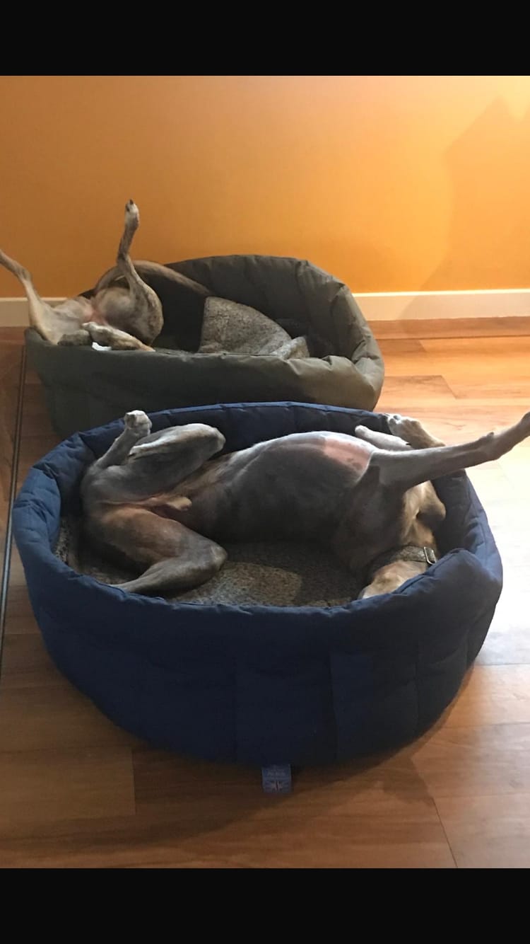 Customer photo review of Country Dog Heavy Duty Oval Waterproof Bed