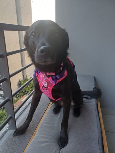 Customer photo review of Explorer Pack Rosado Flores