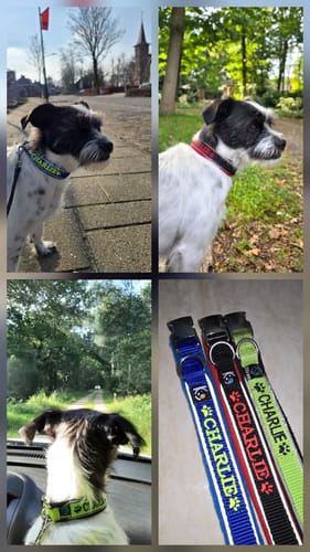 Customer photo review of Neoprene Dog Collar with Name - S | 4Kyon