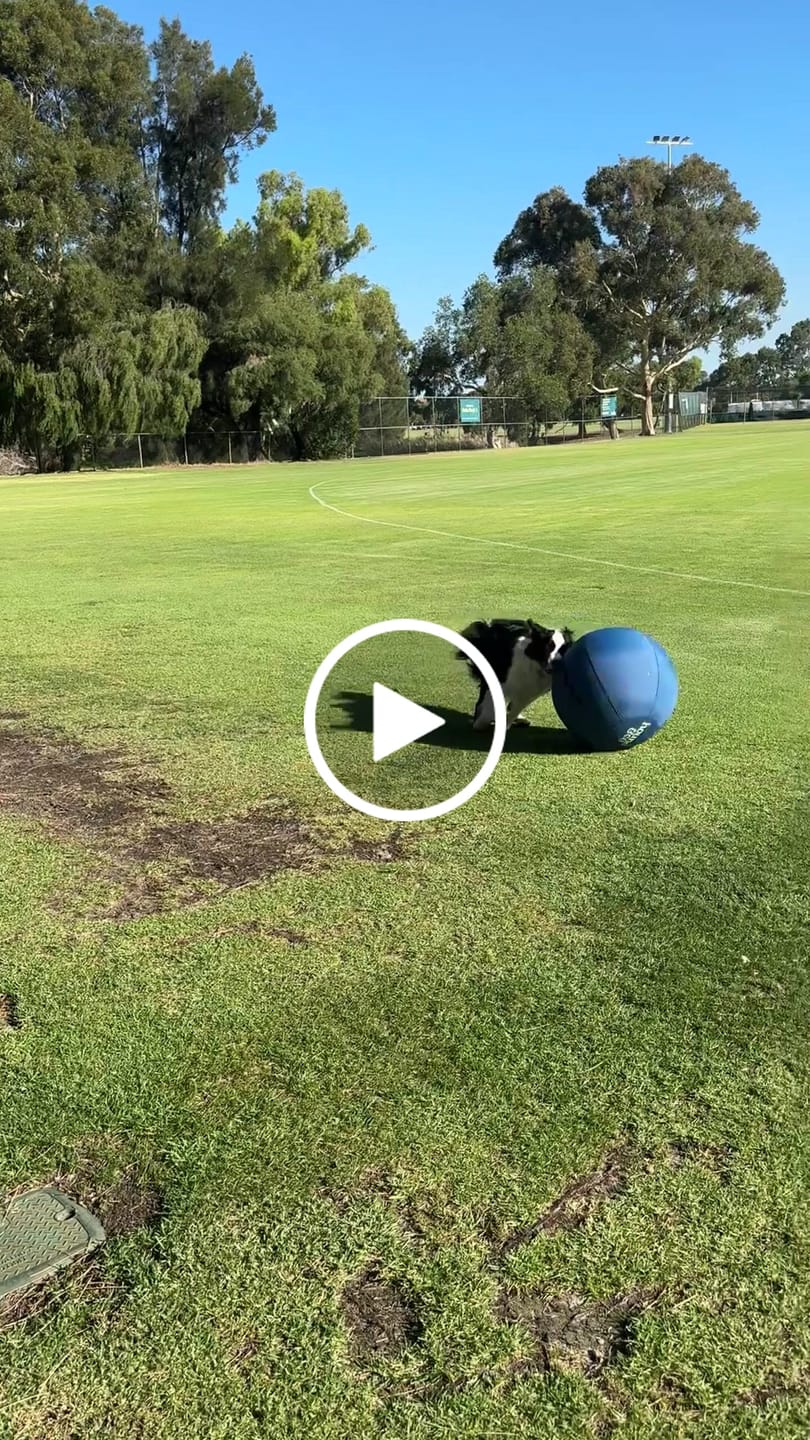Customer video review of Herding Ball