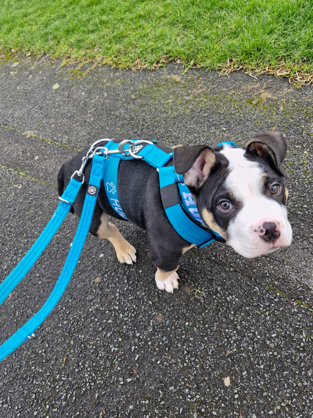 Customer photo review of Training Anti Pull TRI-Harness® | M-XL Breeds - Light Blue