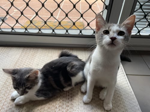 Customer photo review of EXTRABAG