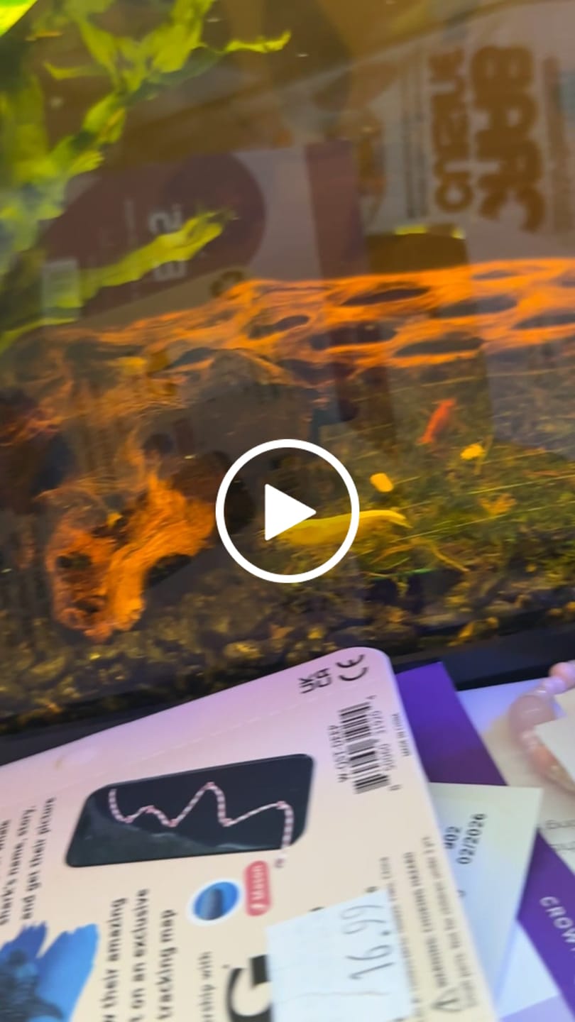 Customer video review of Orange Rili Shrimp