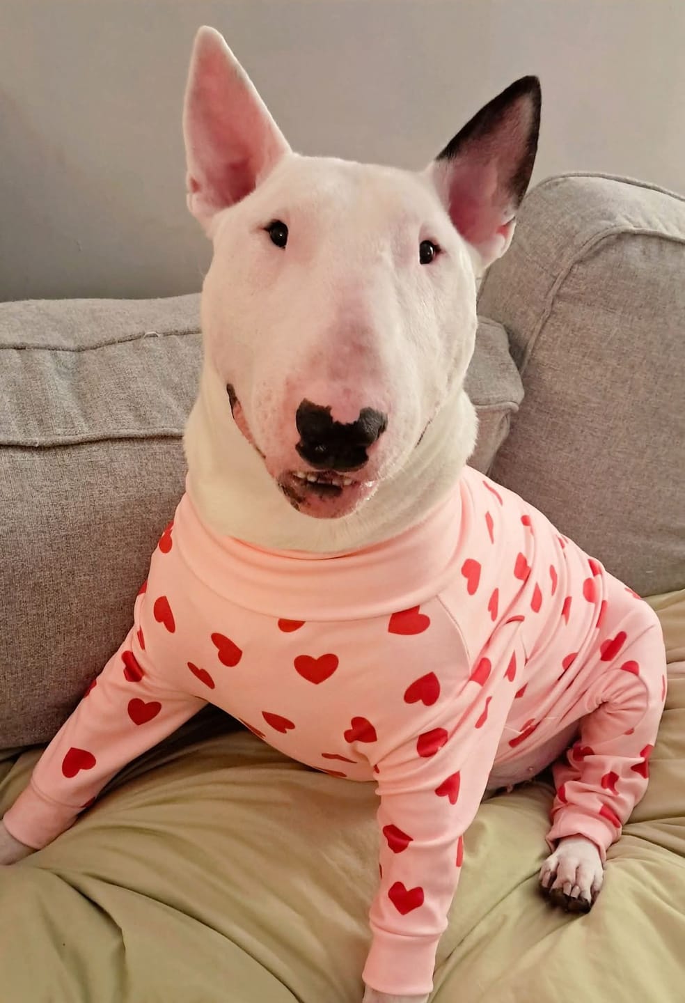 Customer photo review of Dog Pajama - Pink Hearts