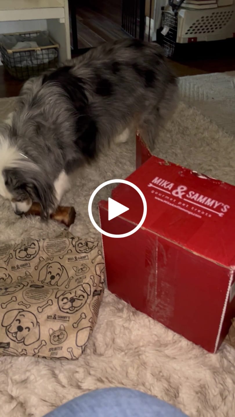 Customer video review of Large Dog Valentine's Day Love Bundle (Your 12oz Jerky+2 Large Bones+12" Hick. Bully)