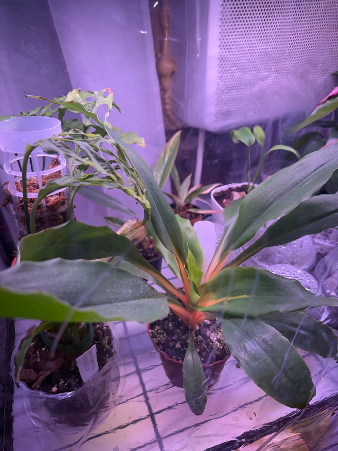 Customer photo review of Chlorophytum 'Fire Flash' 'Mandarin Orange'