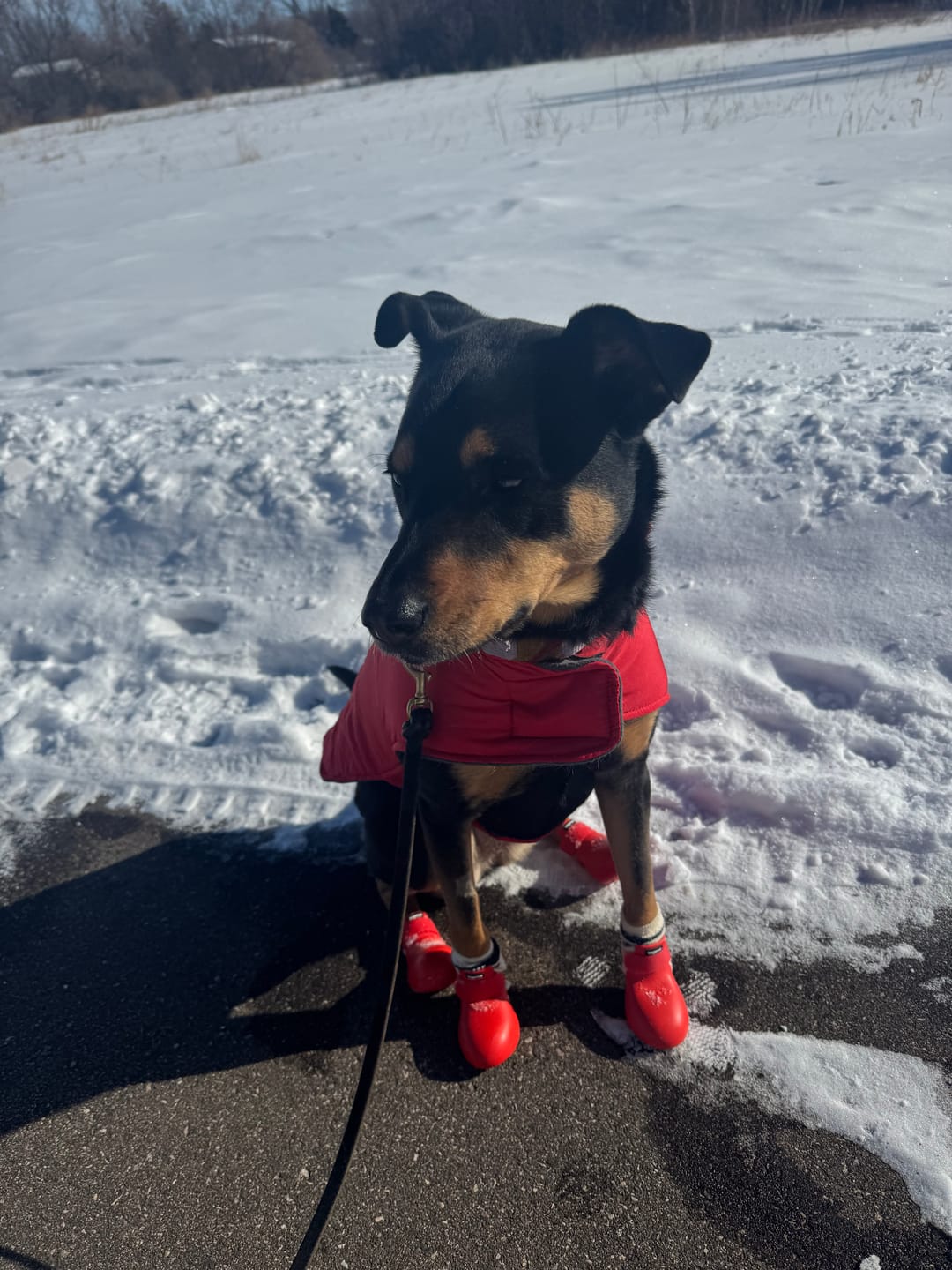 Customer photo review of WagWarmers