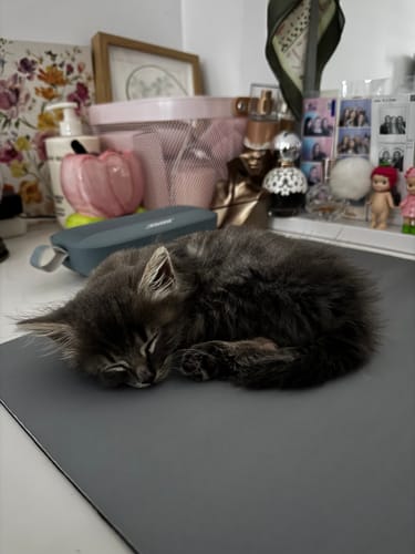 Customer photo review of 3 Month Supply - 1 Cat