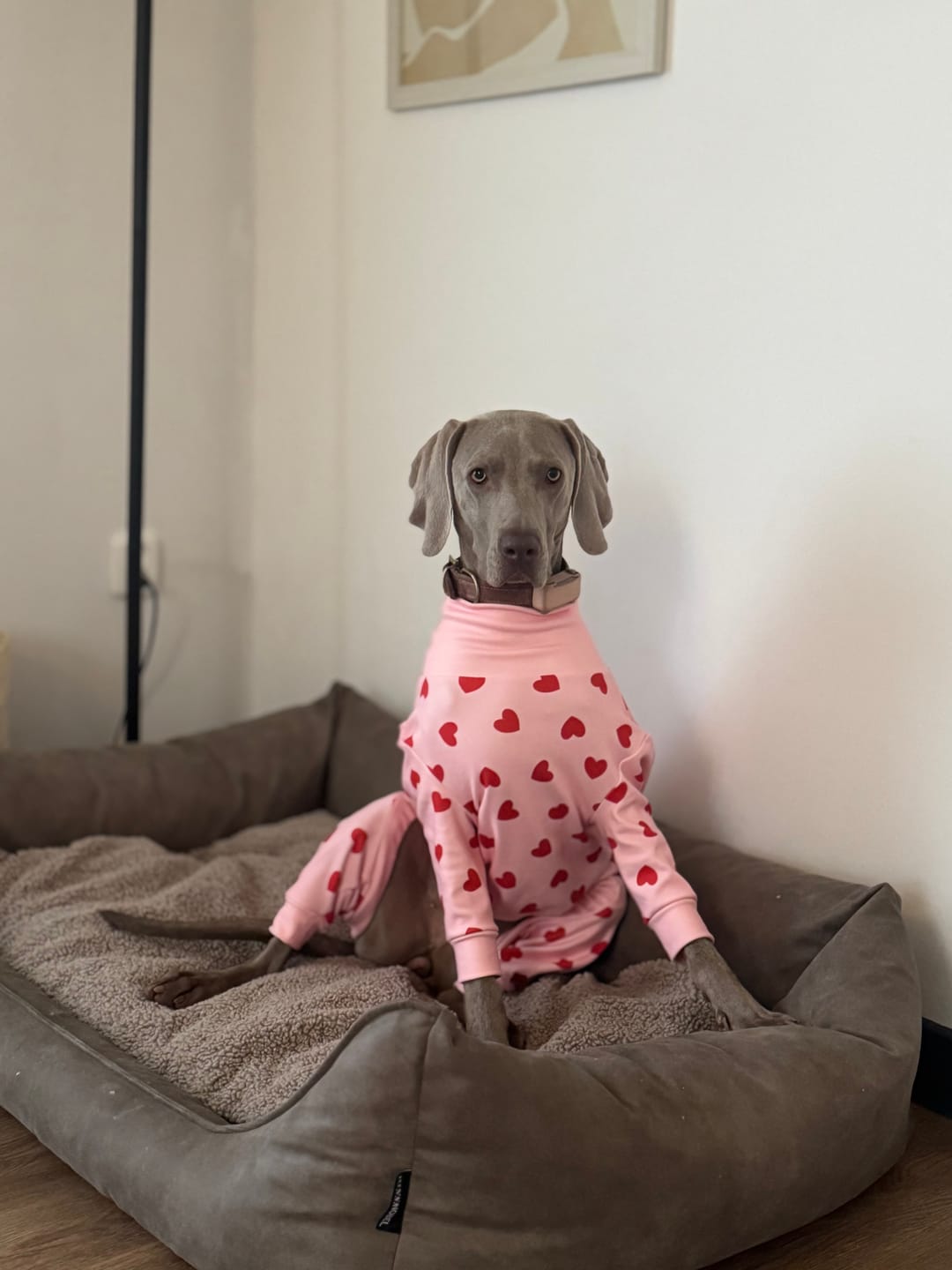 Customer photo review of Dog Pajama - Pink Hearts