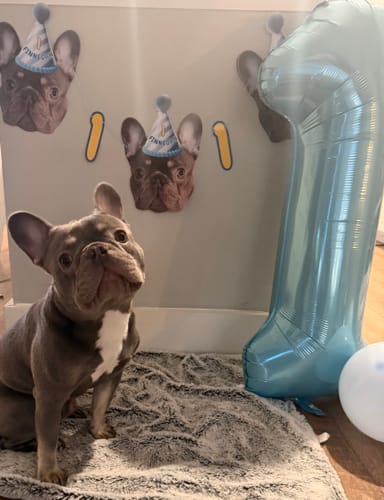 Customer photo review of Standard Personalized Dog Party Pack