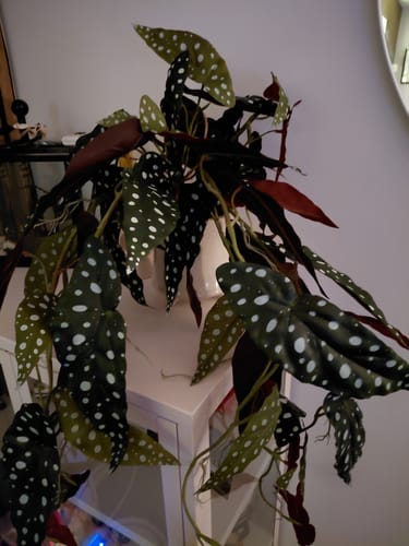 Customer photo review of Begonia Maculata Kunst Hangplant 95cm