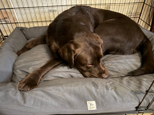 Customer photo review of Divanetto Cotone Siena Grigio Scuro