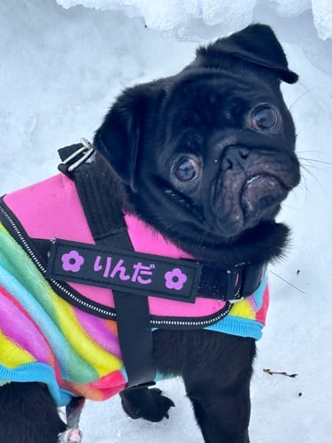 Customer photo review of FunFunPet 高機能ハーネス（お名前タグ作成サービス付き）