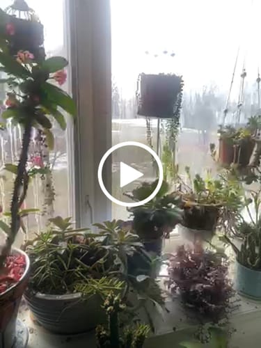 Customer video review of Plant Juice