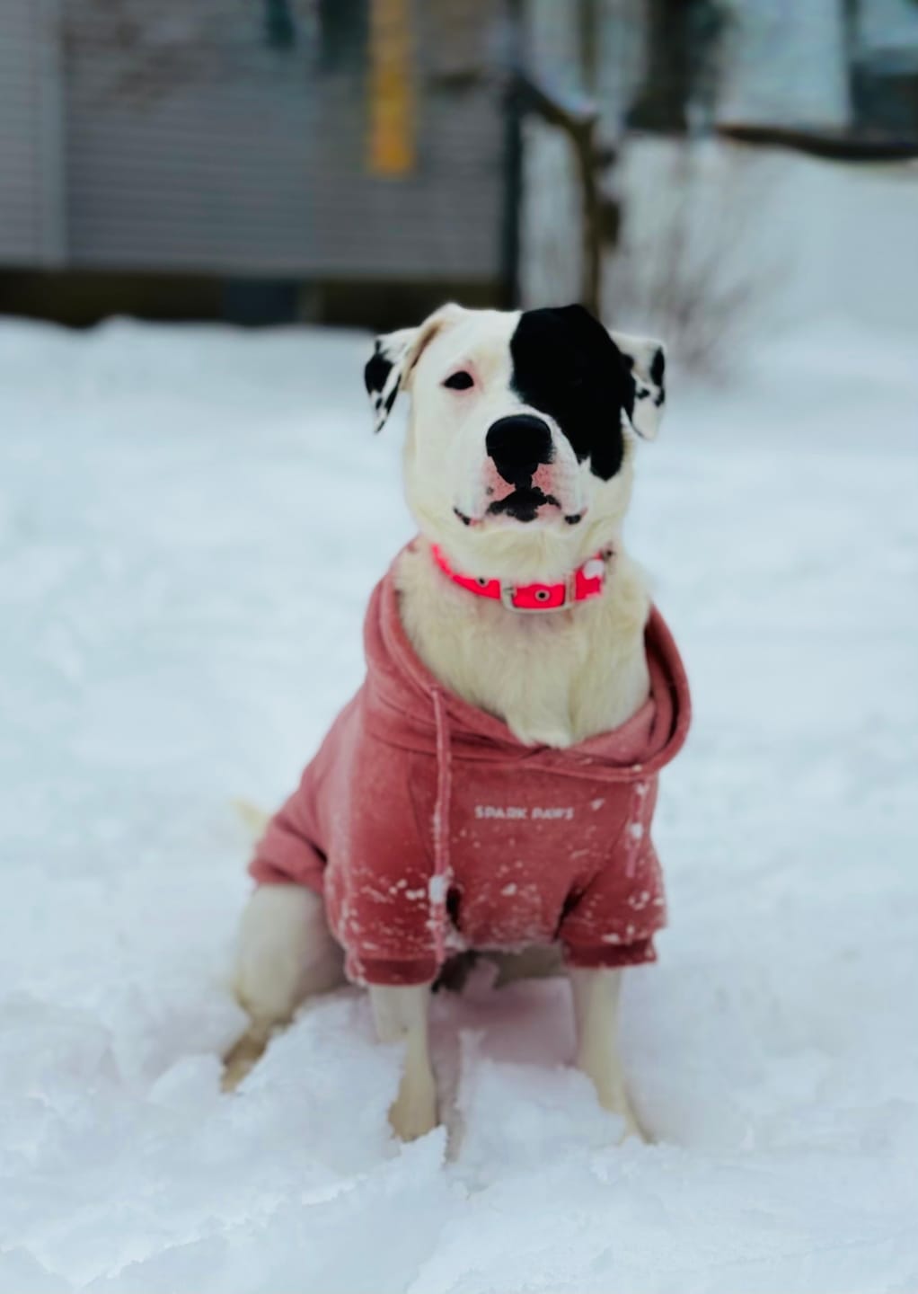 Customer photo review of Cushioned Martingale Collar - 90s Retro
