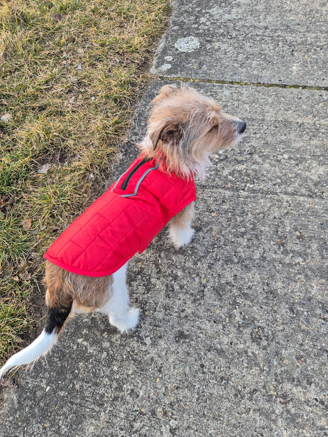 Customer photo review of Emmalove - Wasserdichte Hundeweste