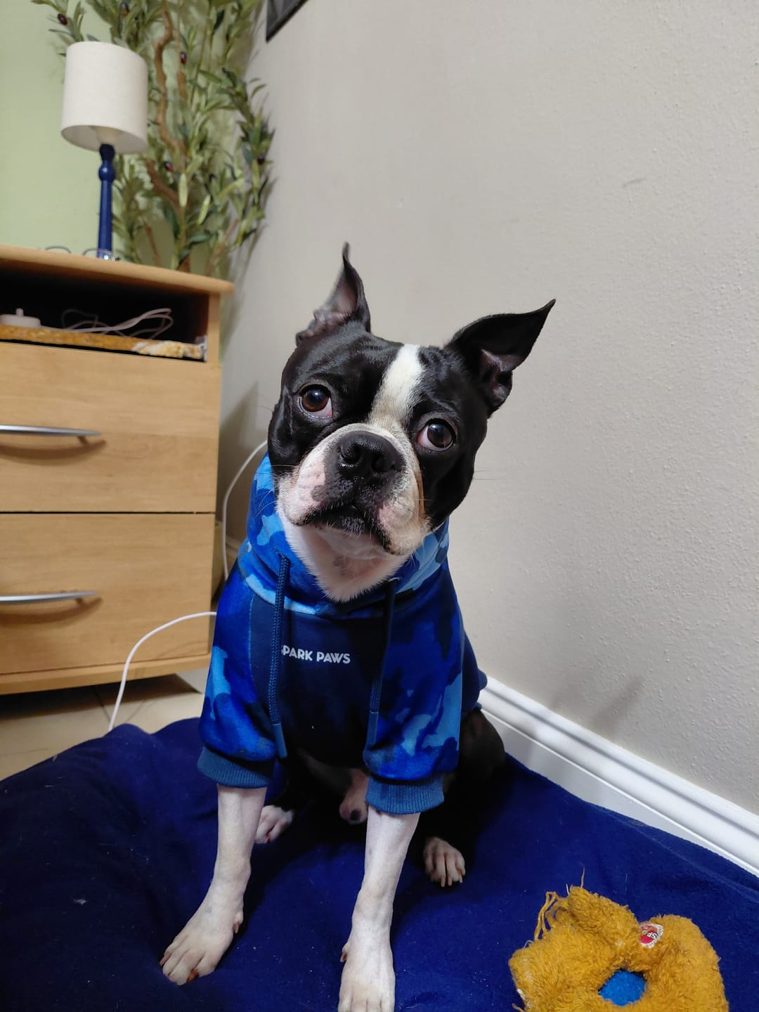 Customer photo review of Camo Dog Hoodies