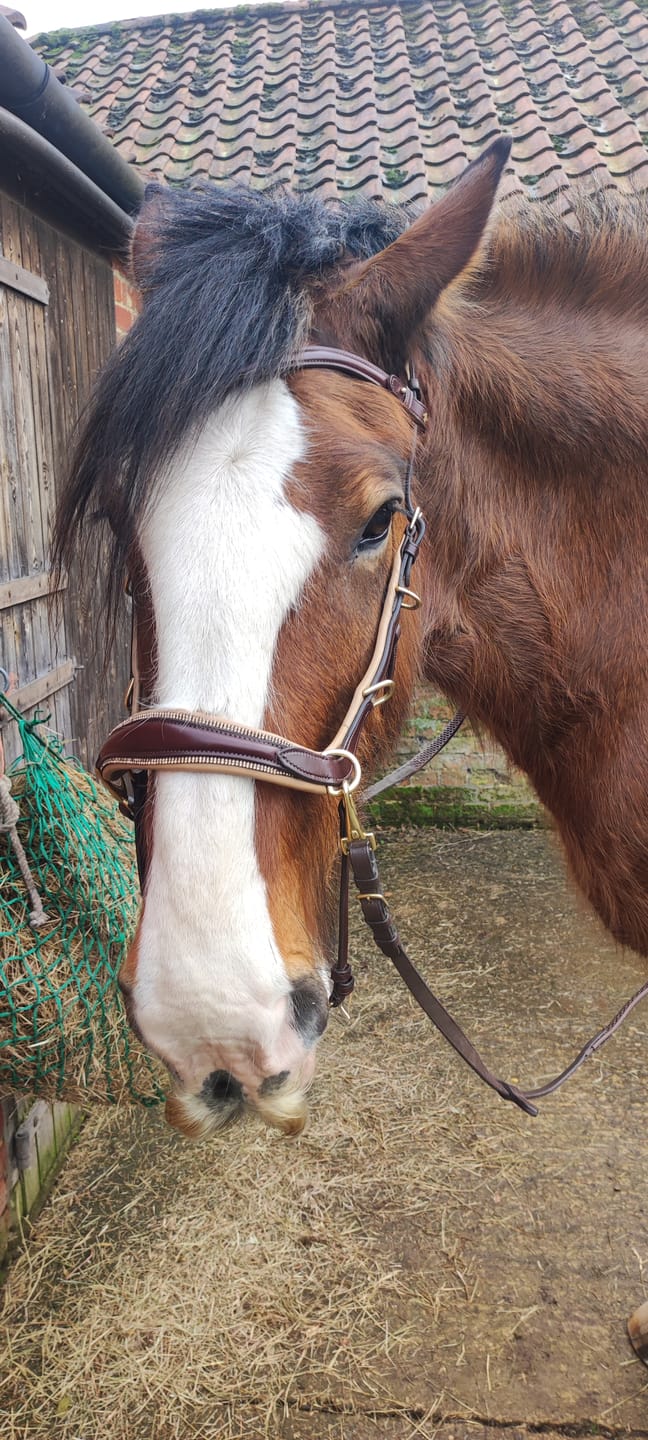 Customer photo review of Spiritandhiscrew X MASEGO bit to bitless Multi bridle