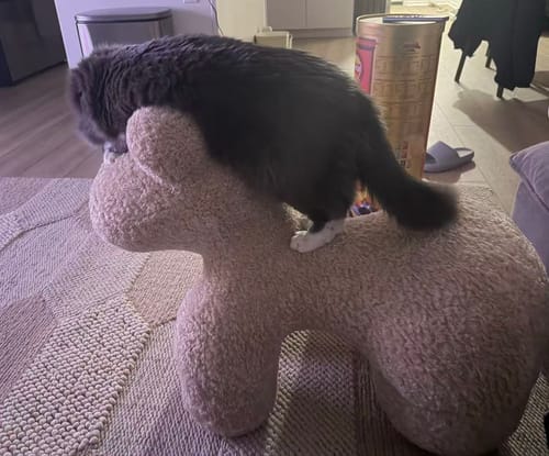 Customer photo review of Ultra Soft Pony Accent Chair