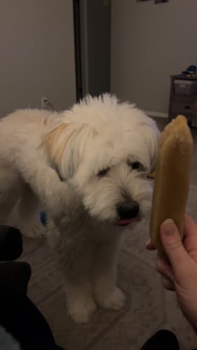 Reviewer offering a Himalayan Yak Chew to a small white dog with its tongue out.