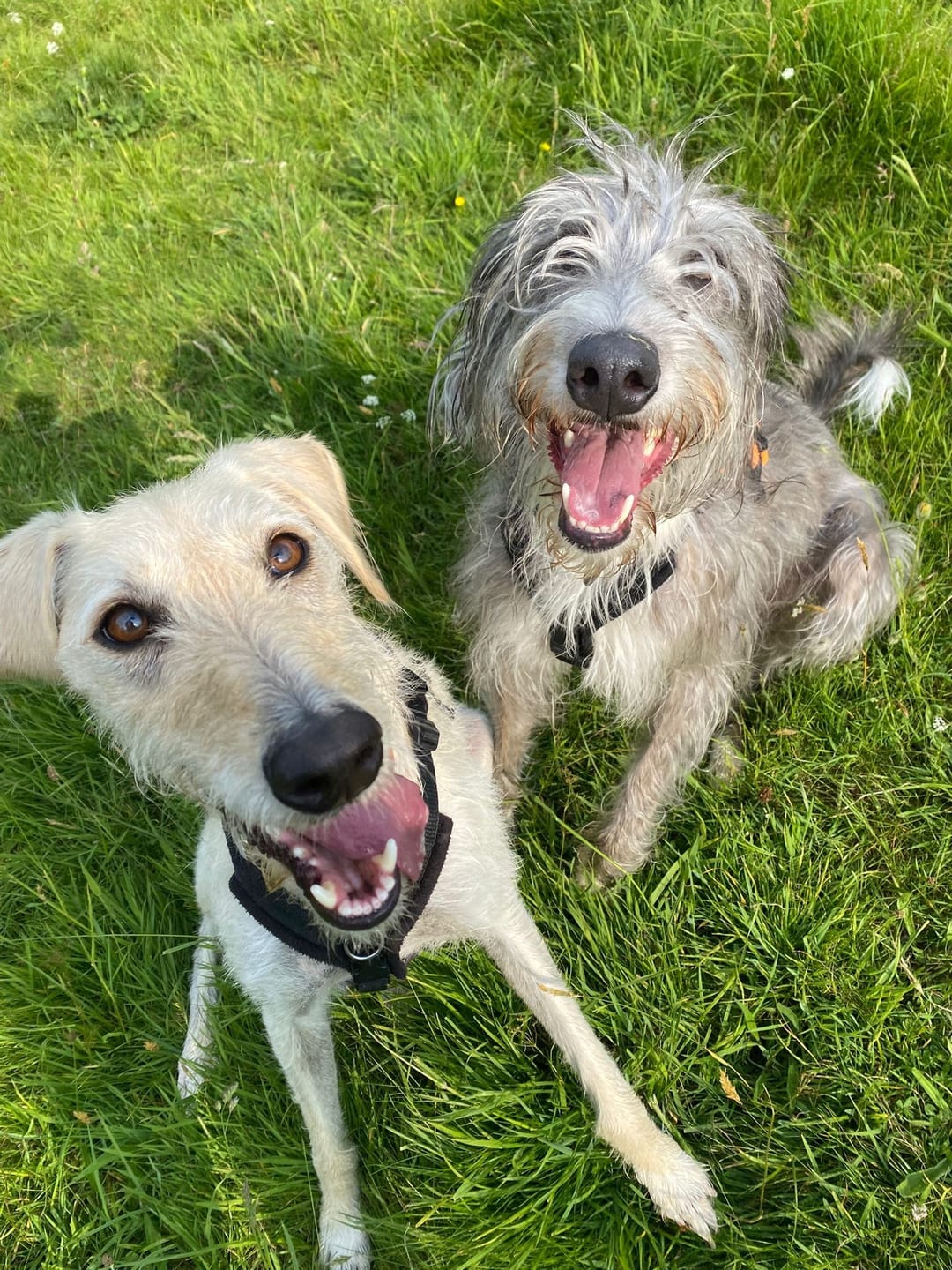 Customer photo review of English Duck Dry Food
