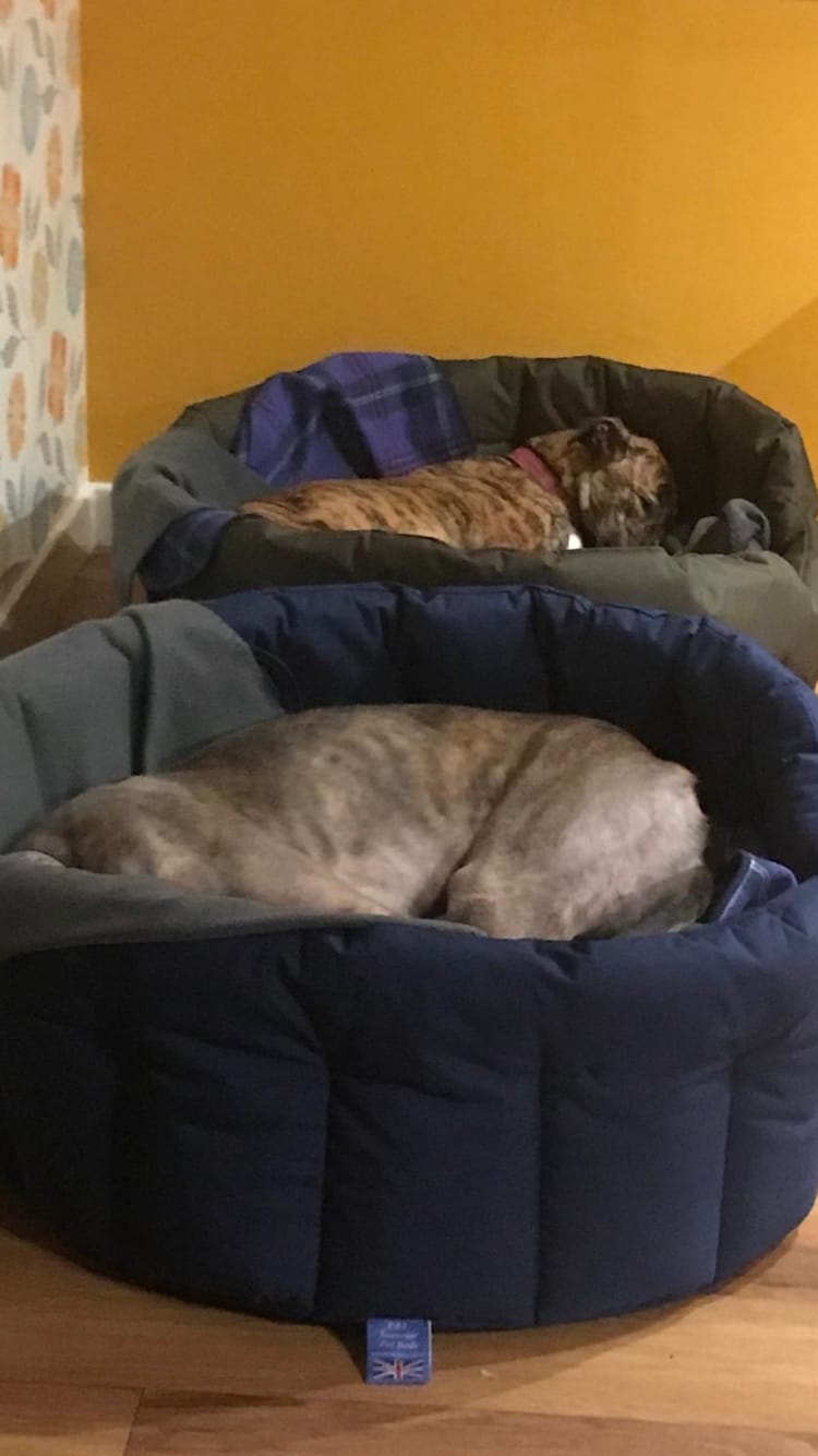 Customer photo review of Country Dog Heavy Duty Oval Waterproof Bed