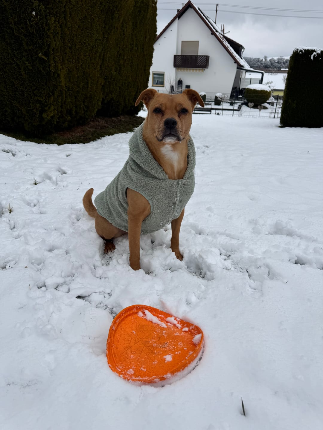 Customer photo review of Teddy Sherpa Dog Jacket - Light Green