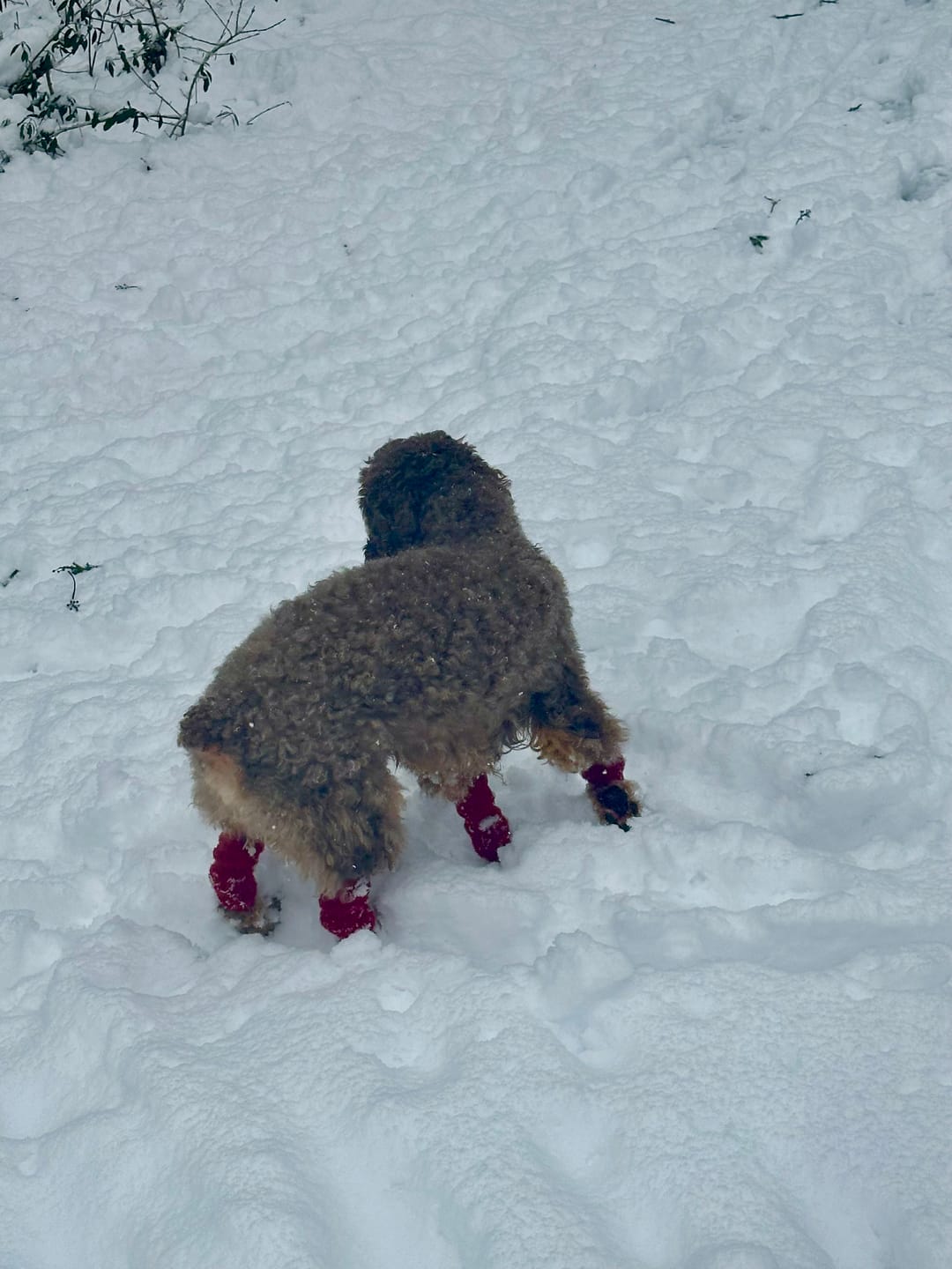 Customer photo review of Stretchy Fleece Dog Leg Warmer Sleeves