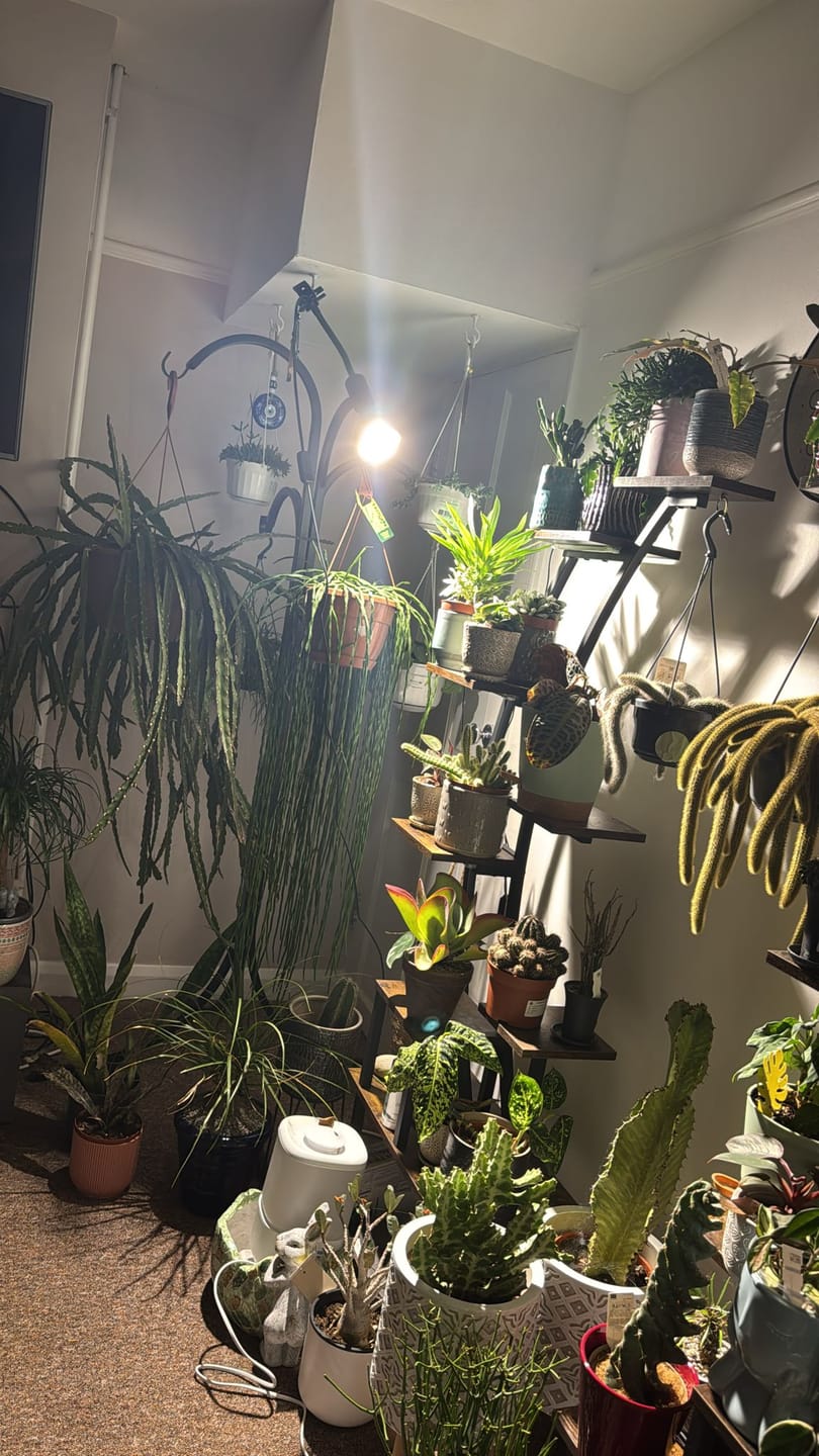 Customer photo review of Pianta 30 Grow Light LED Bulb