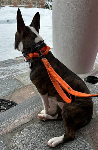 Customer photo review of Identyfikator dla psa - Id Tags