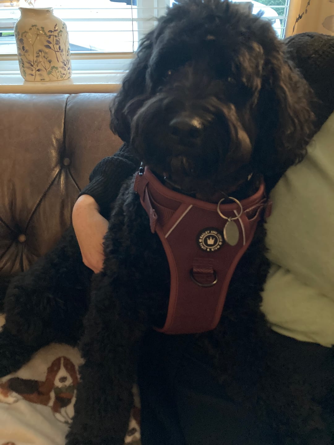 Customer photo review of Adjustable Collar - Mulberry Tweed