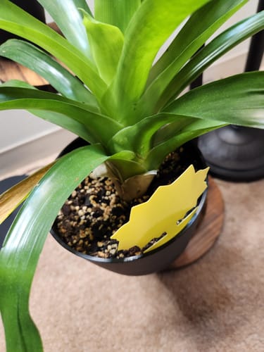 Customer's houseplant with a yellow gnat trap in the soil, which is clear of pests after using the spray.