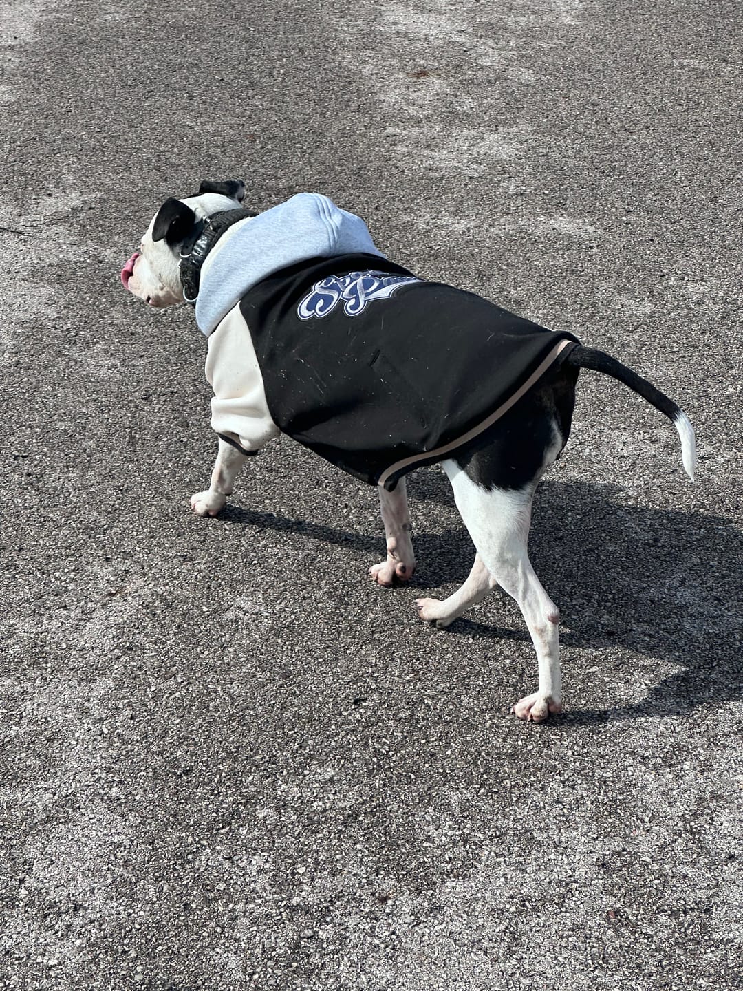 Customer photo review of Dog Varsity Jacket - Black