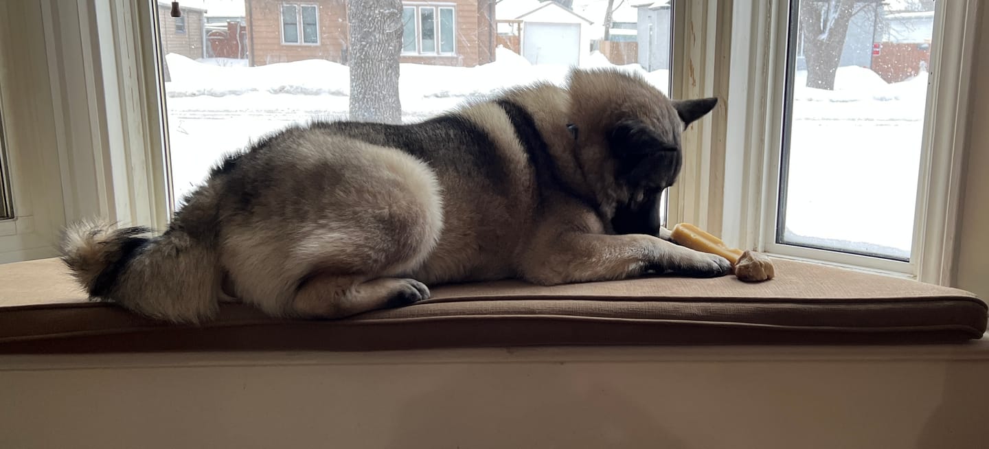 Customer photo review of Himalayan Yak Chew (LARGE)