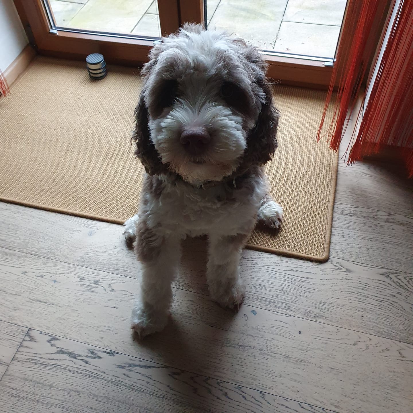 Customer photo review of Allergietest Plus Hund