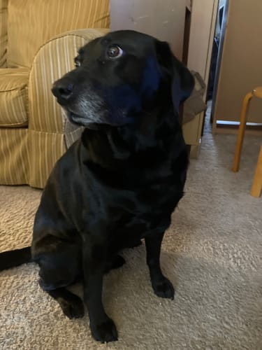 Customer's older black Labrador, mentioned in the review, sitting on a carpet and looking to the side.