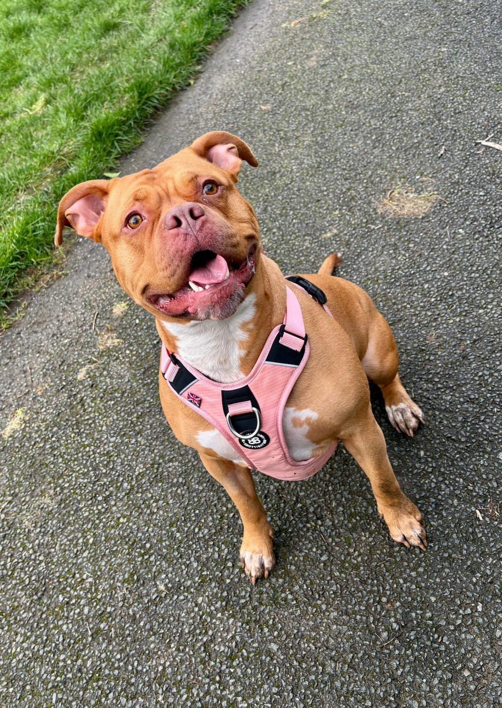 Customer photo review of Anti Pull Hurricane Harness Lighter | With Handle - Pink
