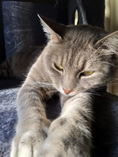 Customer photo review of Fit Litter