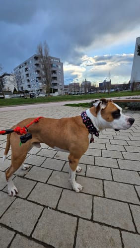 Customer photo review of 4cm Lighter Combat® Collar | Dark Love Edition