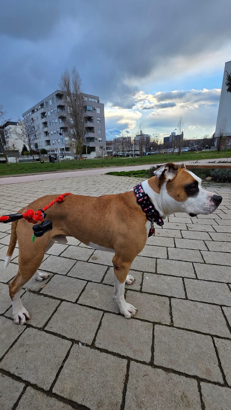 Customer photo review of 4cm Lighter Combat® Collar | Dark Love Edition