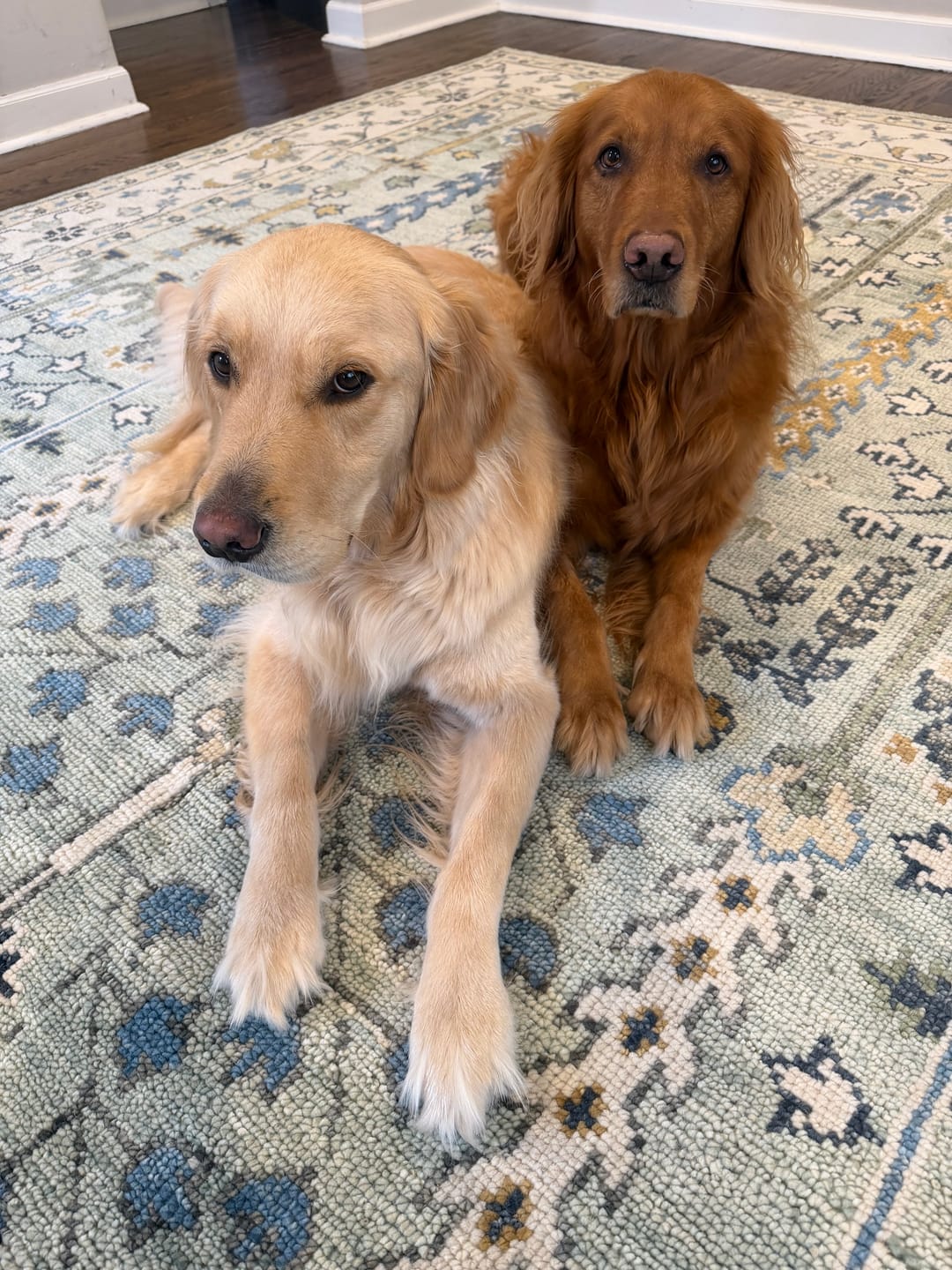 Customer photo review of Moss Green and Ivory Multi Size Vintage Wool Hand Knotted Rug
