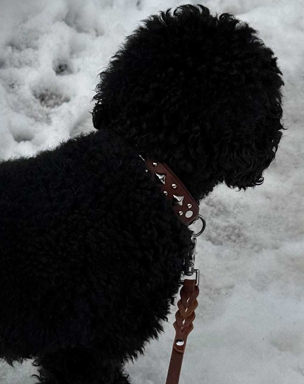Customer photo review of Traditional Leather Leash