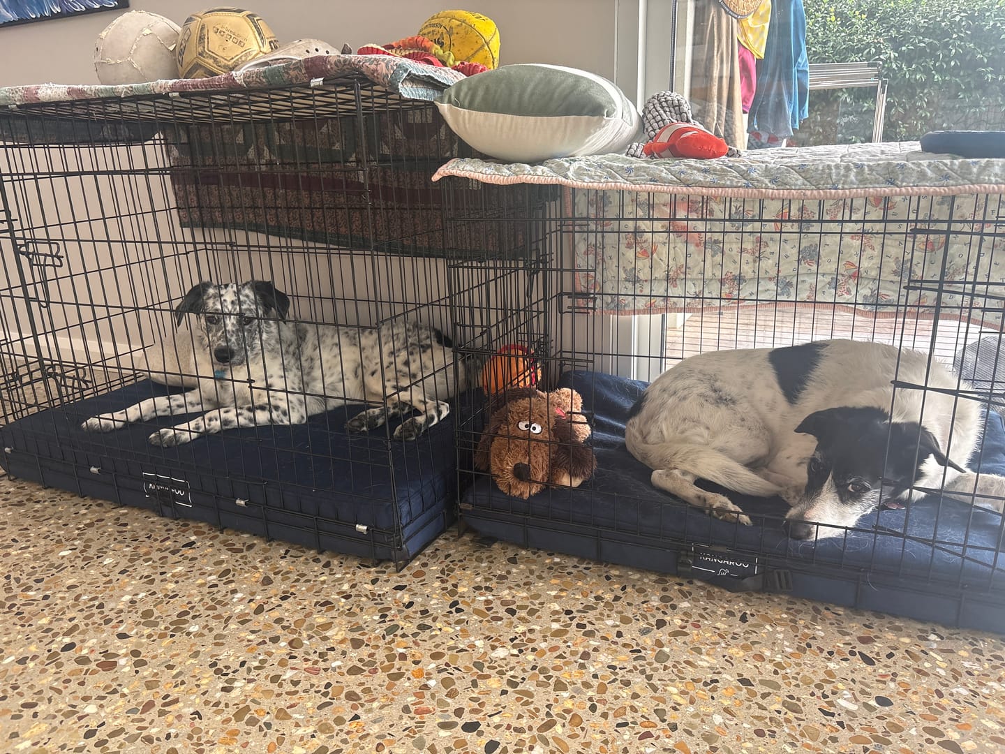 Customer photo review of Kangaroo Dog Crate Mat