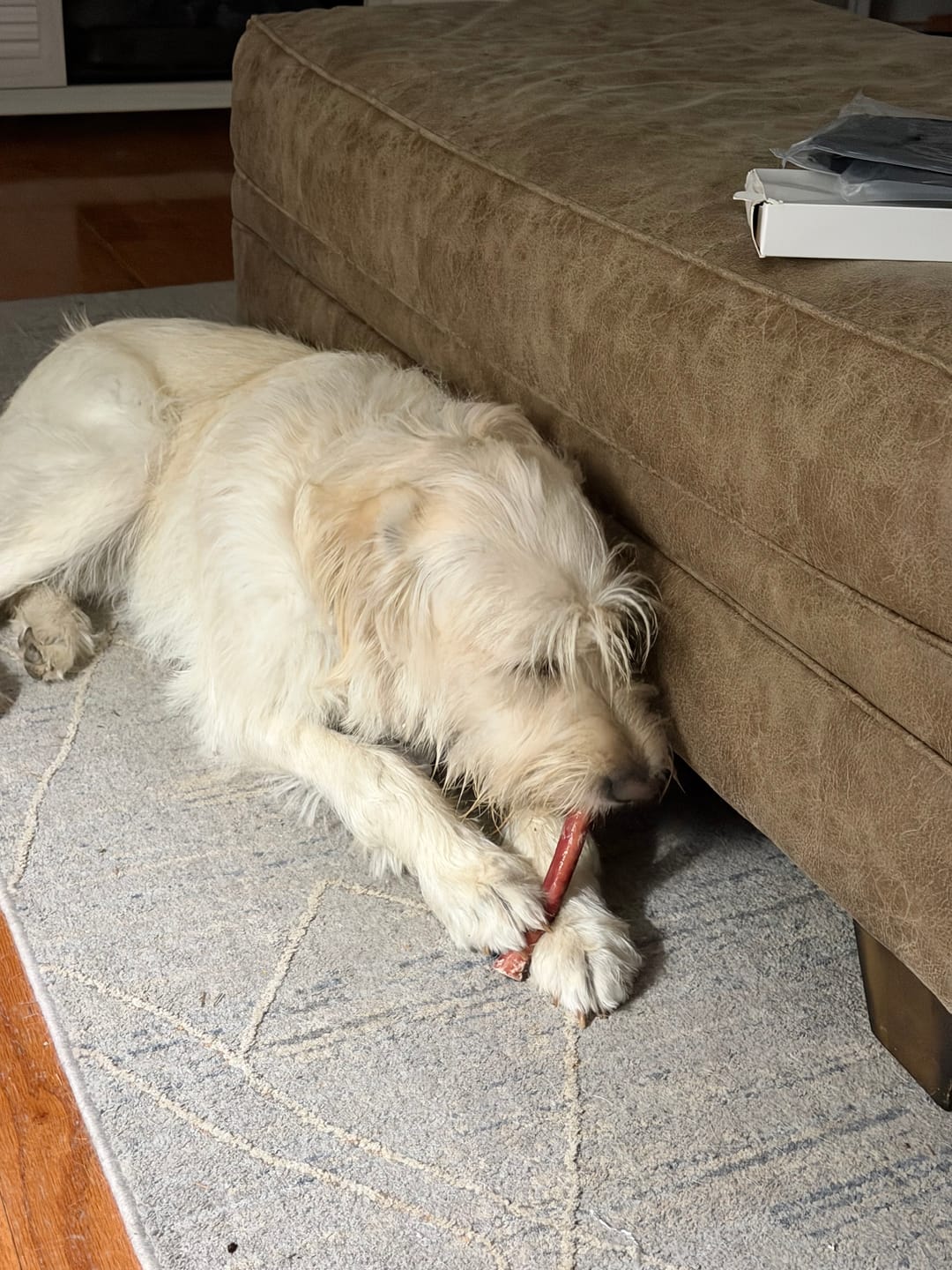 Customer photo review of 6 Inch Standard Braided Bully Stick